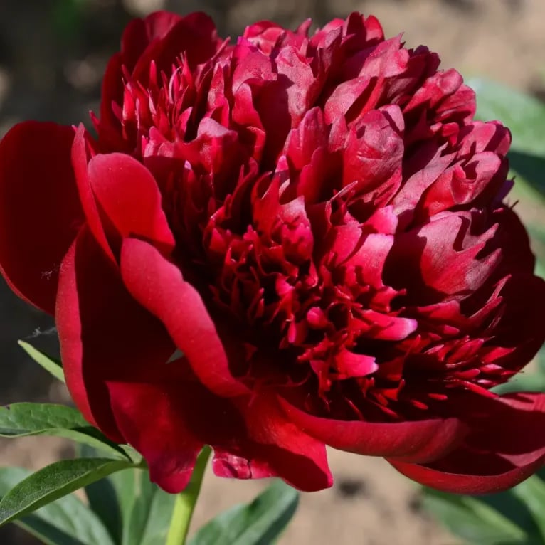 🔥🌺THE QUEEN OF FLOWERS—DOUBLE PETALED PIANI SEEDS