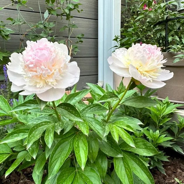 🔥🌺THE QUEEN OF FLOWERS—DOUBLE PETALED PIANI SEEDS