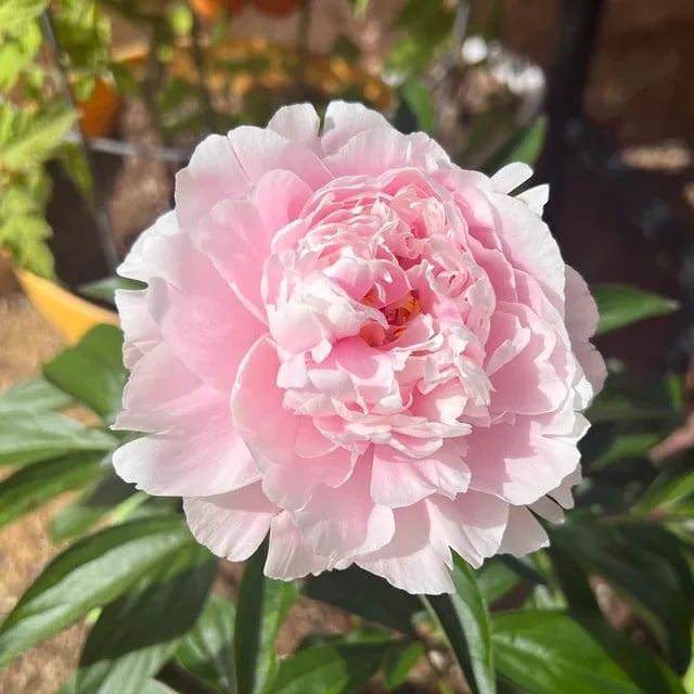 🔥🌺THE QUEEN OF FLOWERS—DOUBLE PETALED PIANI SEEDS