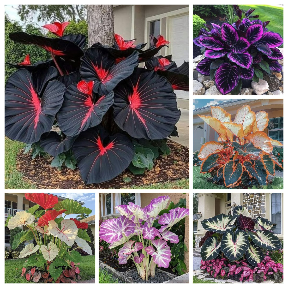 🎁2025 Special Offer🍃 Rare Coleus Flower Seeds🌿