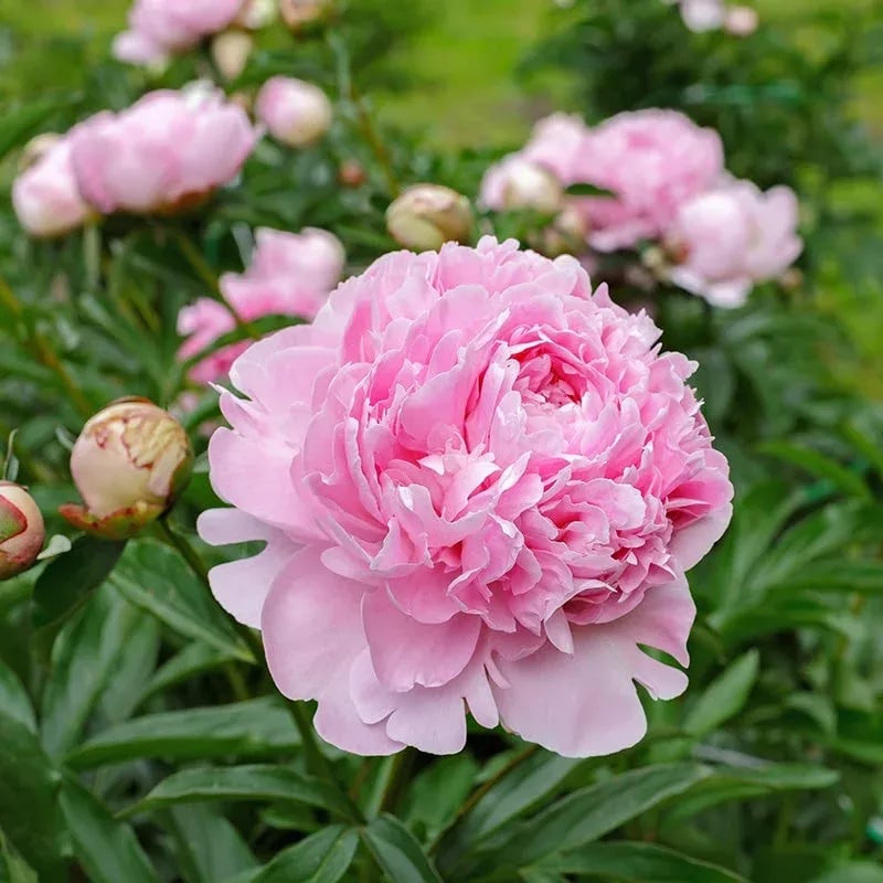 🔥🌺THE QUEEN OF FLOWERS—DOUBLE PETALED PIANI SEEDS