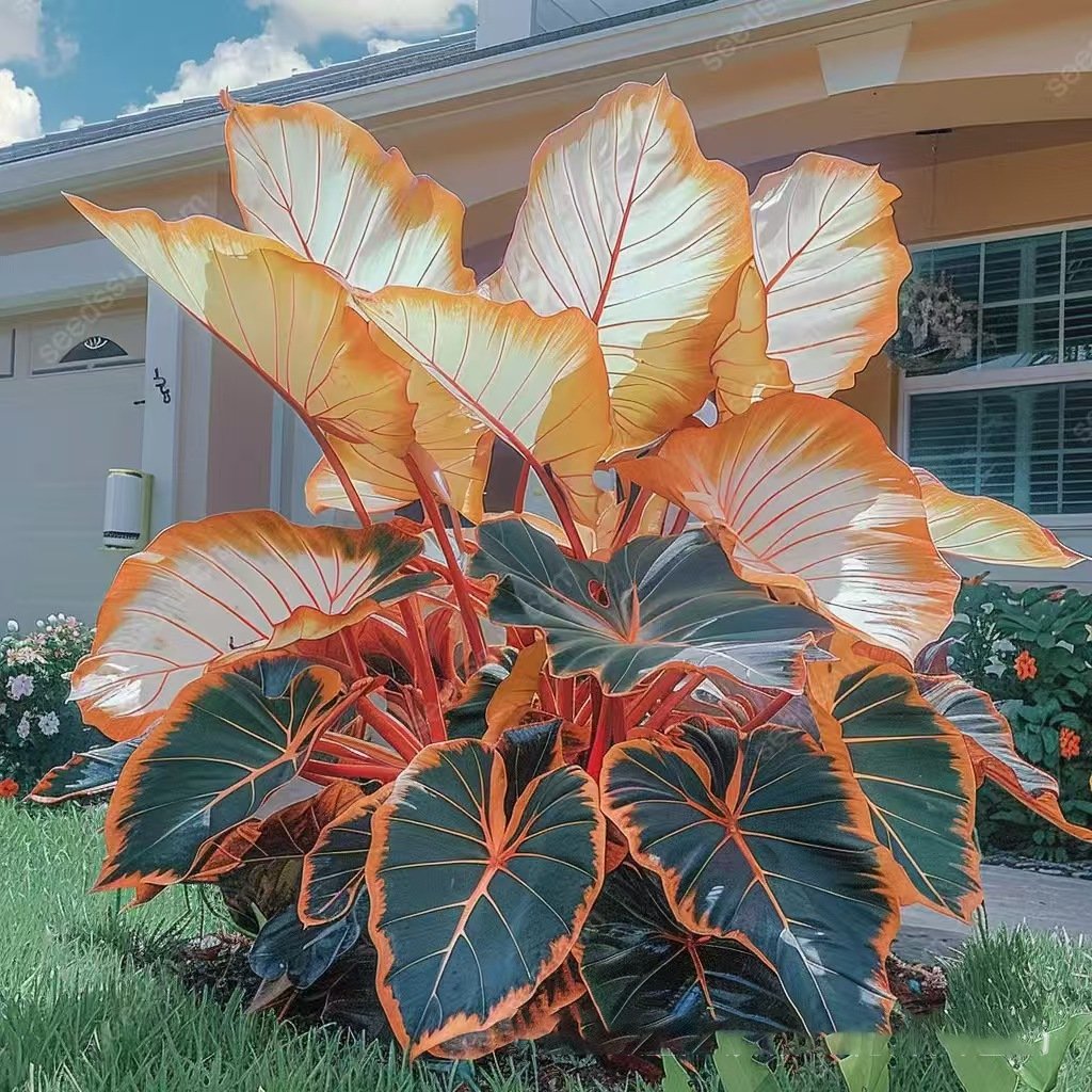 🎁2025 Special Offer🍃 Rare Coleus Flower Seeds🌿