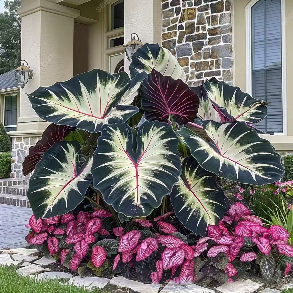 🎁2025 Special Offer🍃 Rare Coleus Flower Seeds🌿
