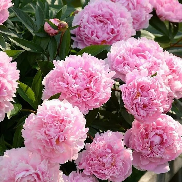 🔥🌺THE QUEEN OF FLOWERS—DOUBLE PETALED PIANI SEEDS