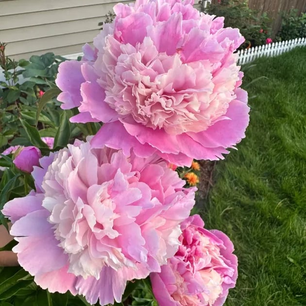 🔥🌺THE QUEEN OF FLOWERS—DOUBLE PETALED PIANI SEEDS