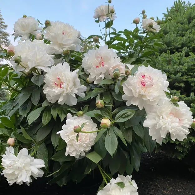 🔥🌺THE QUEEN OF FLOWERS—DOUBLE PETALED PIANI SEEDS