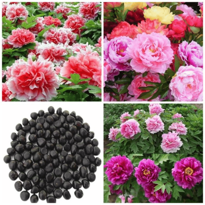 🔥🌺THE QUEEN OF FLOWERS—DOUBLE PETALED PIANI SEEDS