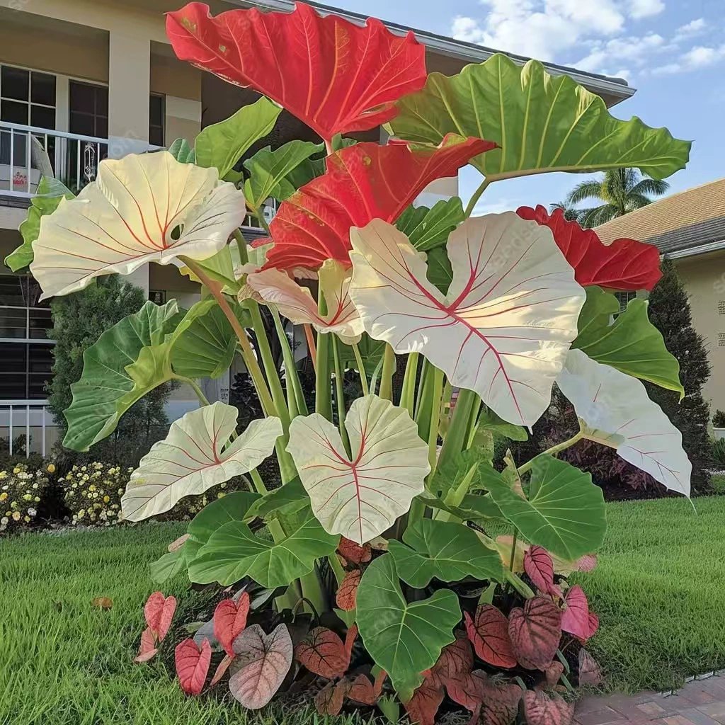 🎁2025 Special Offer🍃 Rare Coleus Flower Seeds🌿