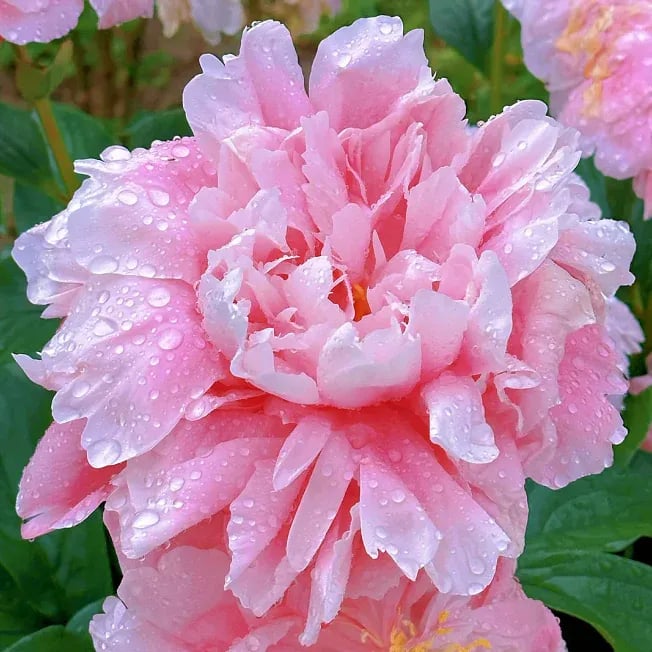 🔥🌺THE QUEEN OF FLOWERS—DOUBLE PETALED PIANI SEEDS