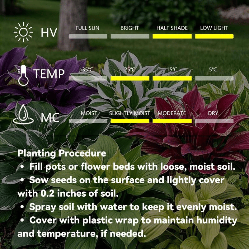 🎁2025 Special Offer🍃 Rare Coleus Flower Seeds🌿