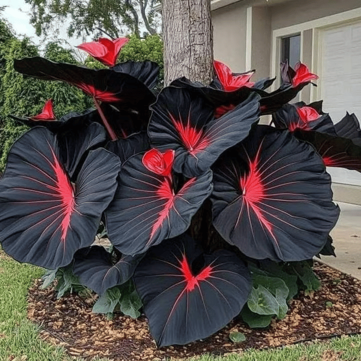 🎁2025 Special Offer🍃 Rare Coleus Flower Seeds🌿