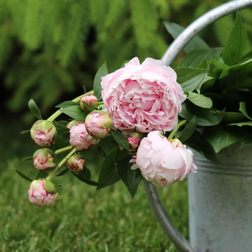 🔥🌺THE QUEEN OF FLOWERS—DOUBLE PETALED PIANI SEEDS