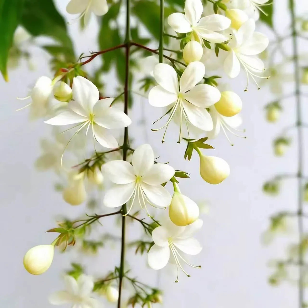 🌸 Winter-Friendly Hanging Jasmine—Dreamy Indoor Flower🌿❄️
