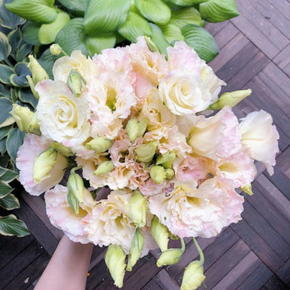 🔥🌺Low-maintenance Eustoma Flower Seeds🌈