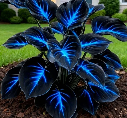 🔥🌌 Glow-in-the-Dark Garden Magic: Rare Dark Blue Flame Hostas Seeds