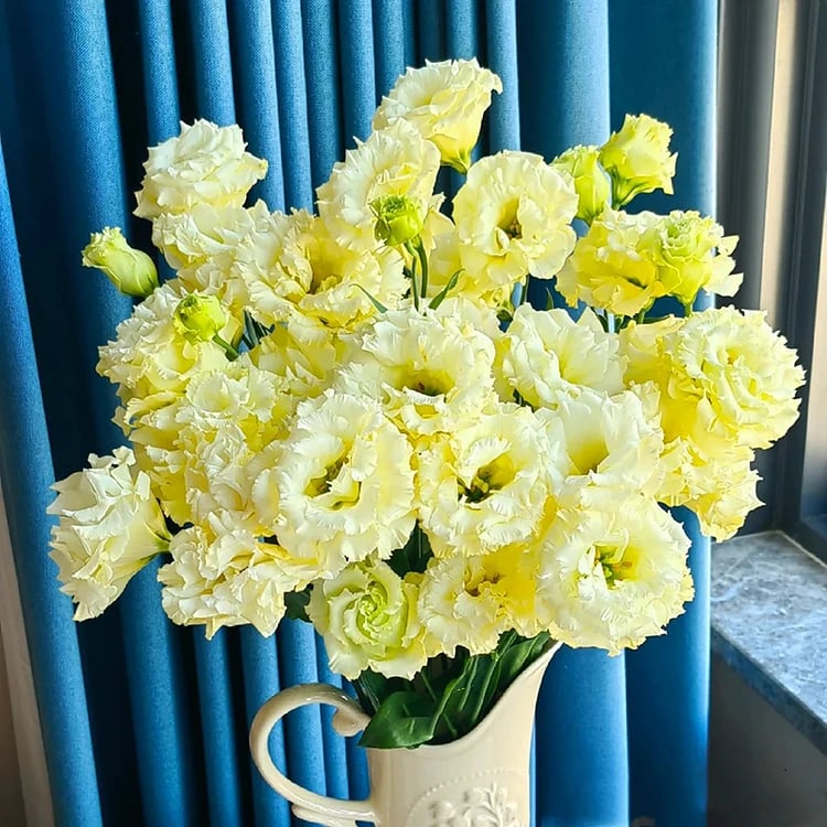 🔥🌺Low-maintenance Eustoma Flower Seeds🌈
