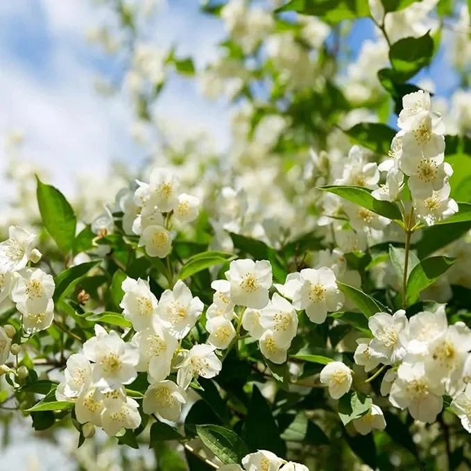 🔥LAST DAY Promotion 49% OFF 🌸Beautiful Jasmine Plant(Can be planted in winter)