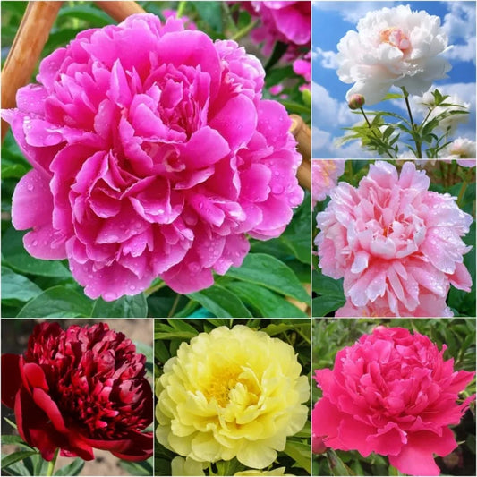 🔥🌺THE QUEEN OF FLOWERS—DOUBLE PETALED PIANI SEEDS