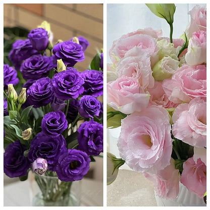 🔥🌺Low-maintenance Eustoma Flower Seeds🌈
