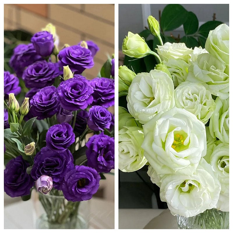 🔥🌺Low-maintenance Eustoma Flower Seeds🌈