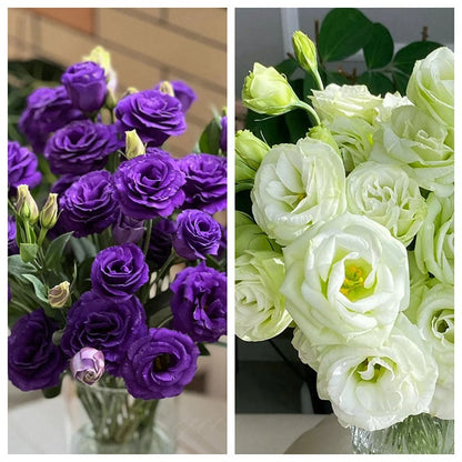 🔥🌺Low-maintenance Eustoma Flower Seeds🌈