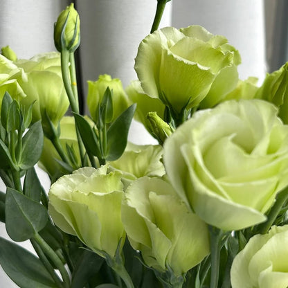 🔥🌺Low-maintenance Eustoma Flower Seeds🌈