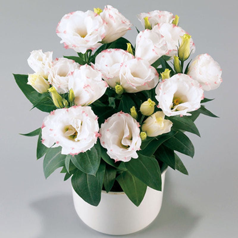 🔥🌺Low-maintenance Eustoma Flower Seeds🌈