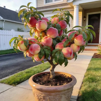 🍑 Heirloom "Honey Red" Dwarf Peach Tree Live Seeds