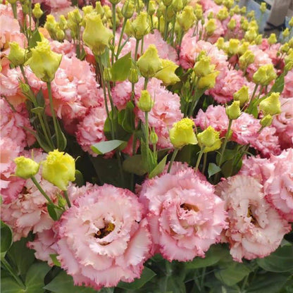 🔥🌺Low-maintenance Eustoma Flower Seeds🌈