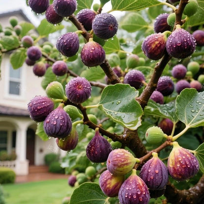 🌿Mission Fig Tree Live Plant Seeds – Easy to grow on your porch and balcony at home