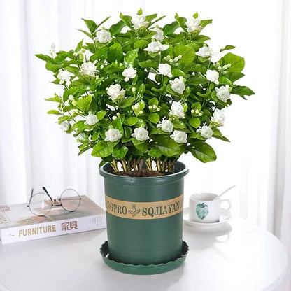 🔥LAST DAY Promotion 49% OFF 🌸Beautiful Jasmine Plant(Can be planted in winter)