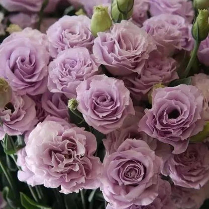 🔥🌺Low-maintenance Eustoma Flower Seeds🌈
