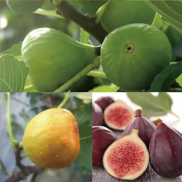 🌿Mission Fig Tree Live Plant Seeds – Easy to grow on your porch and balcony at home