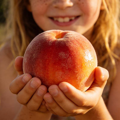 🍑 Heirloom "Honey Red" Dwarf Peach Tree Live Seeds