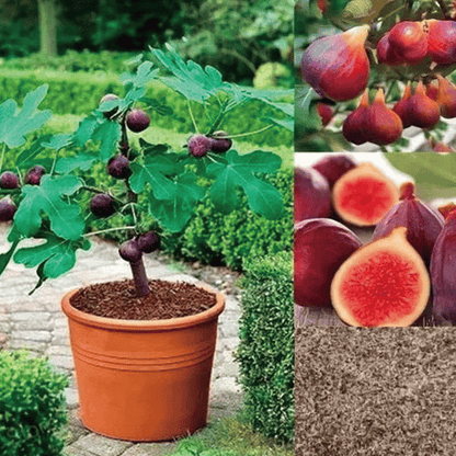 🌿Mission Fig Tree Live Plant Seeds – Easy to grow on your porch and balcony at home
