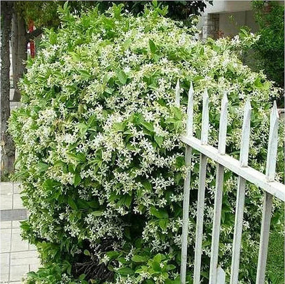 🔥LAST DAY Promotion 49% OFF 🌸Beautiful Jasmine Plant(Can be planted in winter)
