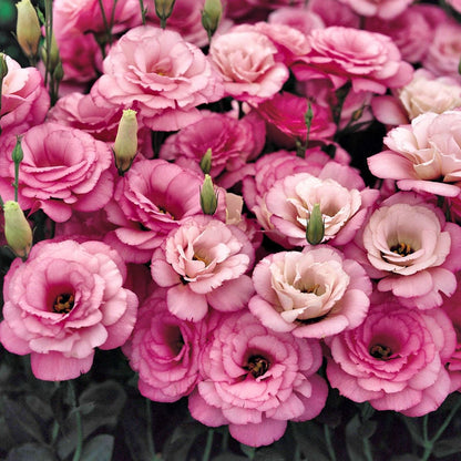 🔥🌺Low-maintenance Eustoma Flower Seeds🌈