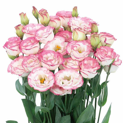 🔥🌺Low-maintenance Eustoma Flower Seeds🌈
