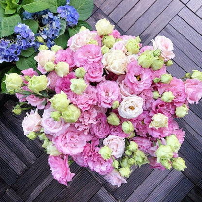 🔥🌺Low-maintenance Eustoma Flower Seeds🌈