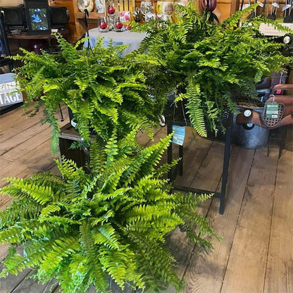 🌱 UV-Resistant Lifelike Artificial Boston Fern