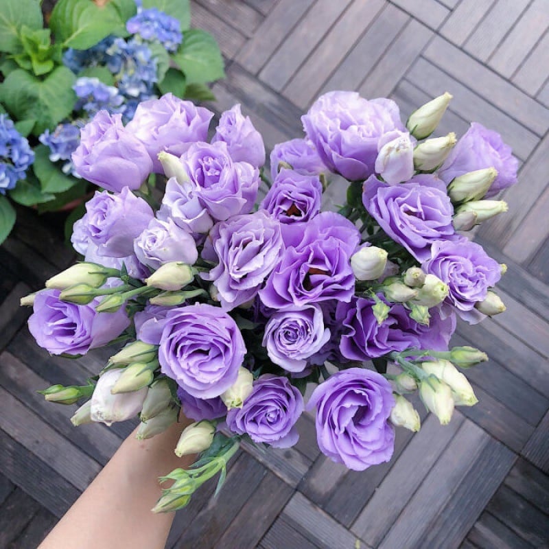 🔥🌺Low-maintenance Eustoma Flower Seeds🌈