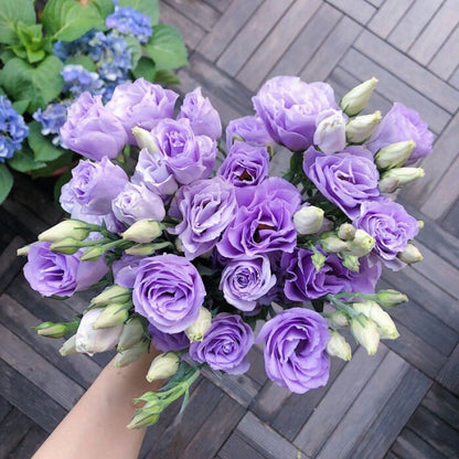 🔥🌺Low-maintenance Eustoma Flower Seeds🌈