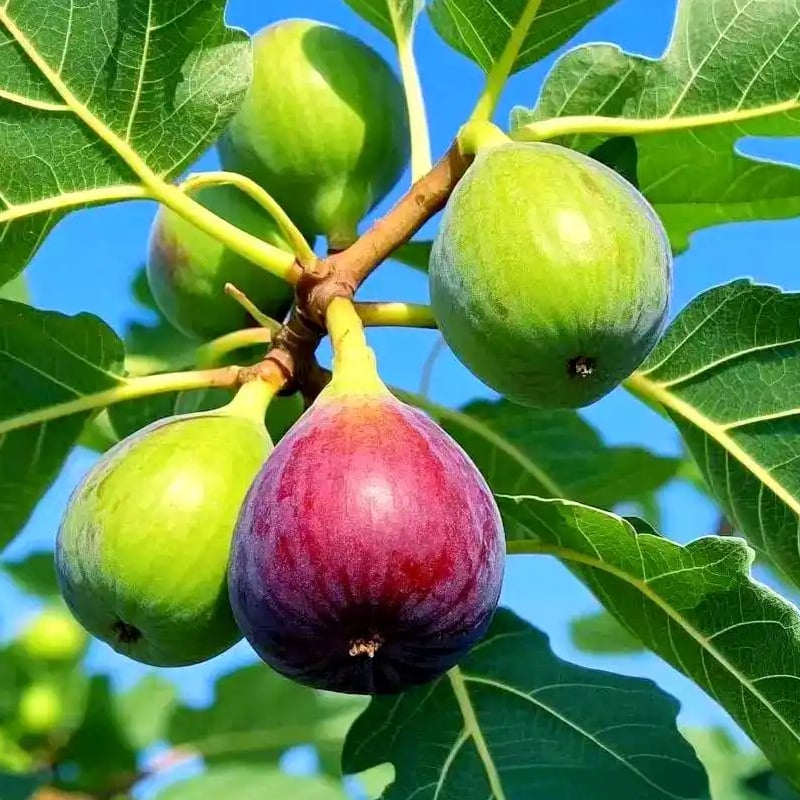 🌿Mission Fig Tree Live Plant Seeds – Easy to grow on your porch and balcony at home