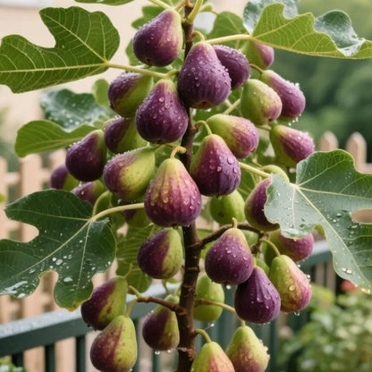 🌿Mission Fig Tree Live Plant Seeds – Easy to grow on your porch and balcony at home