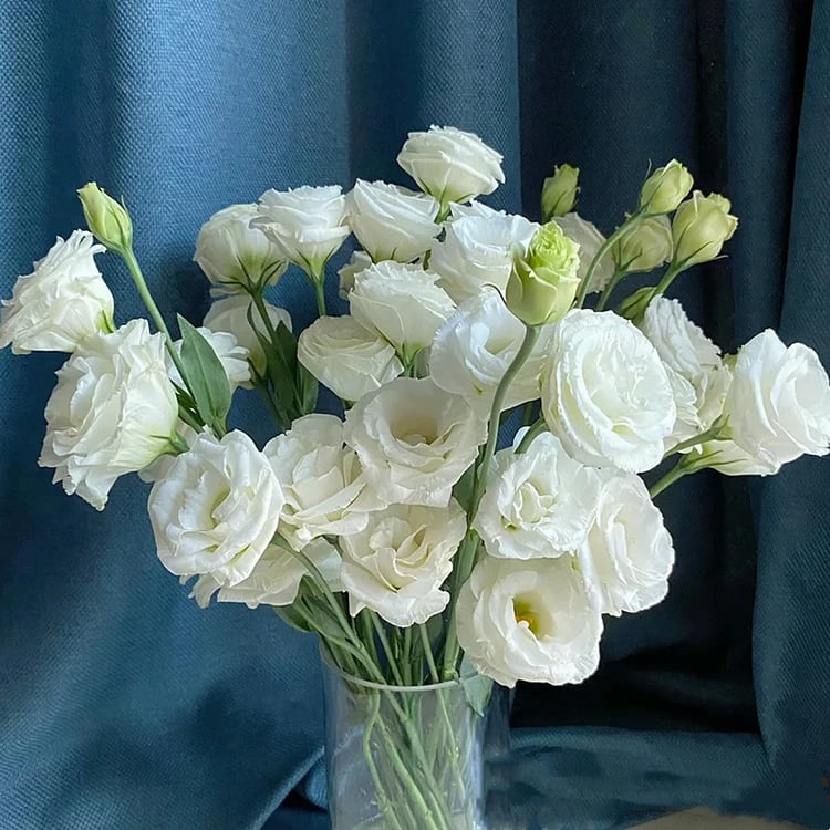 🔥🌺Low-maintenance Eustoma Flower Seeds🌈