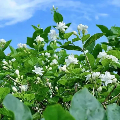 🔥LAST DAY Promotion 49% OFF 🌸Beautiful Jasmine Plant(Can be planted in winter)