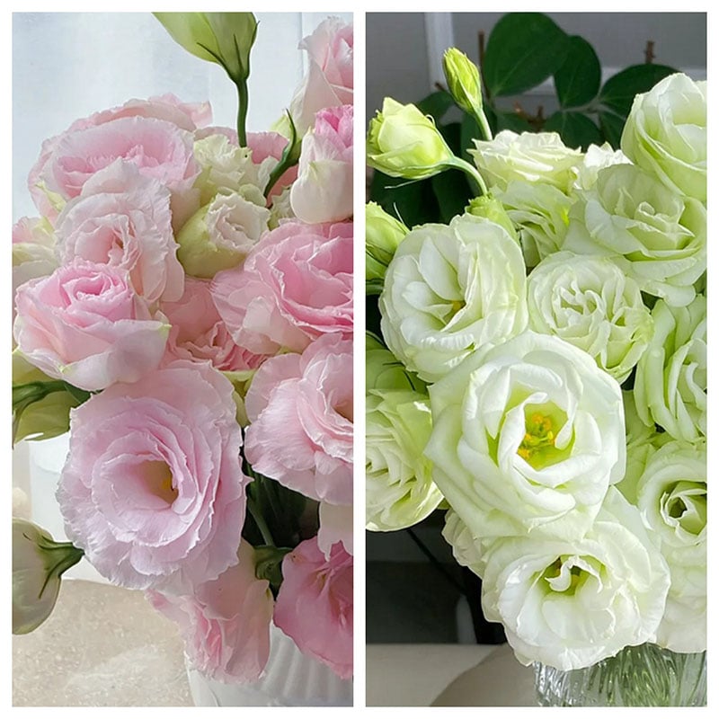 🔥🌺Low-maintenance Eustoma Flower Seeds🌈