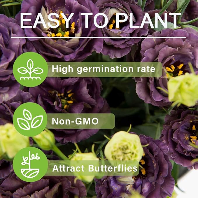 🔥🌺Low-maintenance Eustoma Flower Seeds🌈
