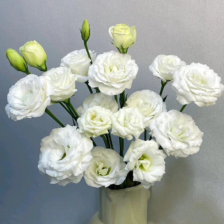 🔥🌺Low-maintenance Eustoma Flower Seeds🌈