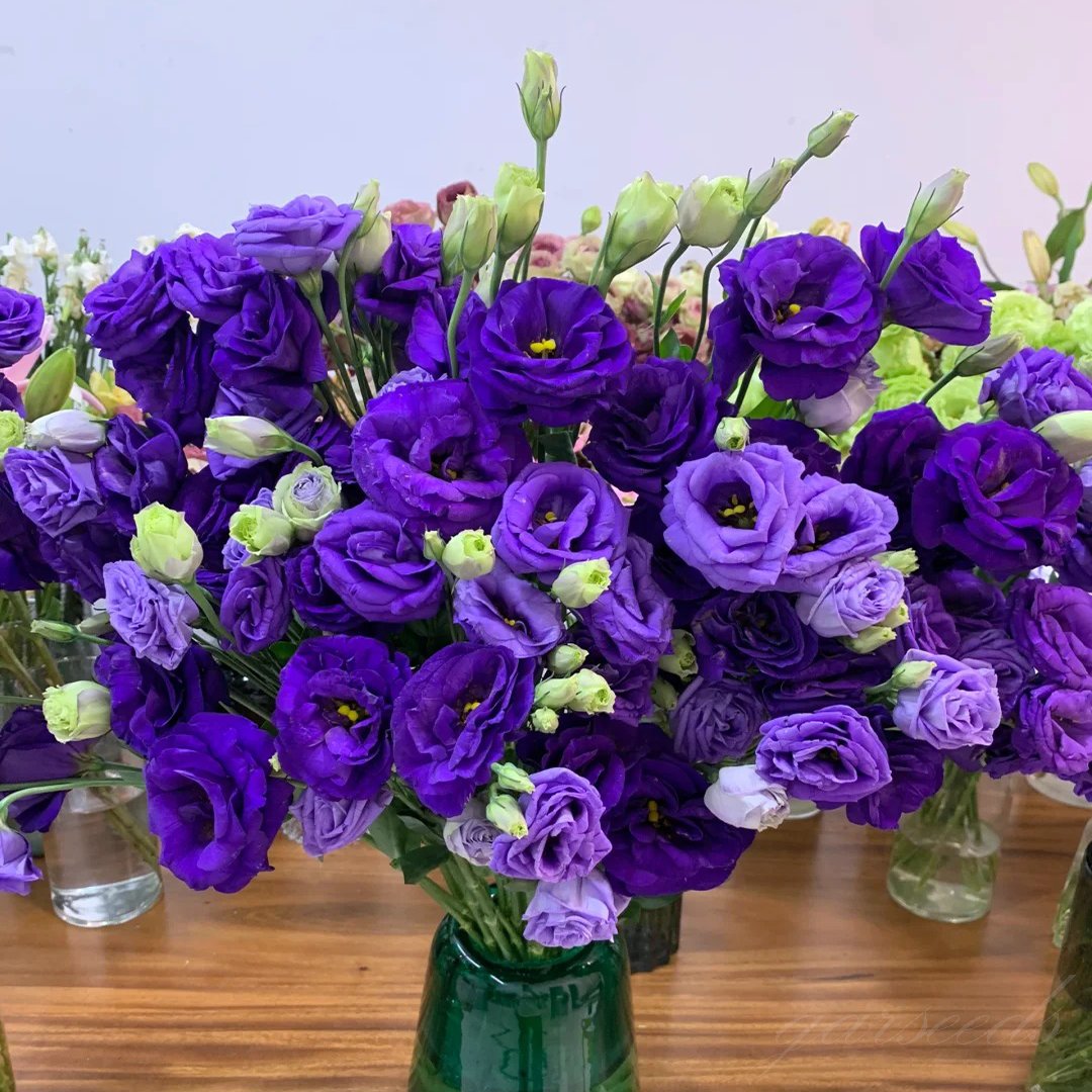 🔥🌺Low-maintenance Eustoma Flower Seeds🌈